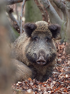 警告野猪 苏斯克罗法 在秋天的时候在森林里站得非常凶猛收费哺乳动物世界毛皮耳朵鼻子警报森林生物野生动物图片