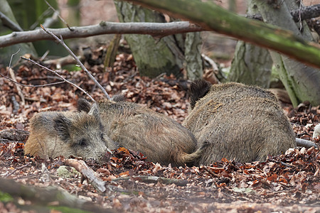 秋天躺在森林里的野猪家族 Sus scrofa 荒野中危险的攻击性动物的视图 自然界中动物危险的概念 哺乳动物在自然栖息地眼睛警图片
