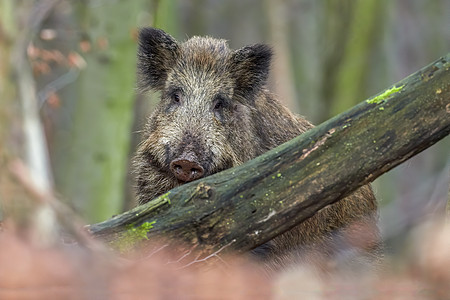 野猪 sus scrofa 早上在森林里散步 看着相机 自然栖息地中的野生动物 一只大动物的肖像警报哺乳动物獠牙眼睛鼻子动物男性图片