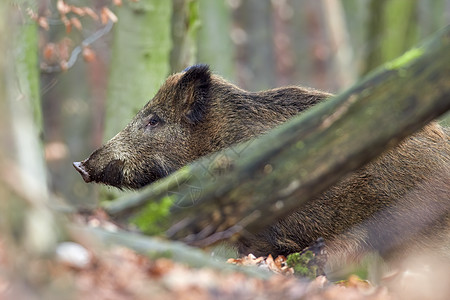 机敏的野猪 sus scrofa 在秋天凶猛地站在森林里 荒野中危险的攻击性哺乳动物的视图 自然界中动物危险的概念库存毛皮鼻子眼图片