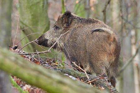 机敏的野猪 sus scrofa 在秋天凶猛地站在森林里 荒野中危险的攻击性哺乳动物的视图 自然界中动物危险的概念收费野生动物鼻图片