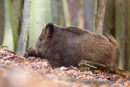 机敏的野猪 sus scrofa 在秋天凶猛地站在森林里 荒野中危险的攻击性哺乳动物的视图 自然界中动物危险的概念警报男性毛皮眼图片