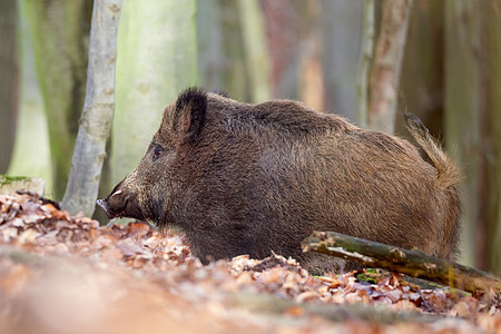 机敏的野猪 sus scrofa 在秋天凶猛地站在森林里 荒野中危险的攻击性哺乳动物的视图 自然界中动物危险的概念警报男性毛皮眼图片