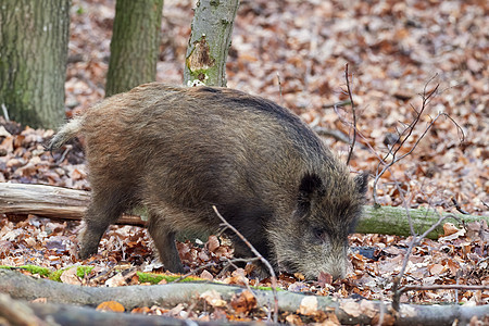 机敏的野猪 sus scrofa 在秋天凶猛地站在森林里 荒野中危险的攻击性哺乳动物的视图 自然界中动物危险的概念獠牙男性库存眼图片