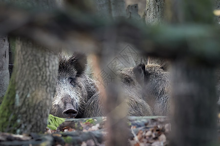 秋天躺在森林里的野猪家族 Sus scrofa 荒野中危险的攻击性动物的视图 自然界中动物危险的概念 哺乳动物在自然栖息地鼻子眼图片