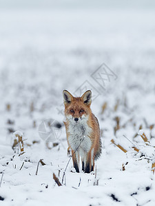 红狐狸与一只灌木尾巴隔绝在清新降雪的白背景狩猎中幼兽哺乳动物场景动物野生动物犬类食肉警报沙丘警觉图片