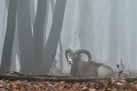 Mouflon 的雄性 森林中有雾的冬季场景 自然栖息地中的有角动物 长着大角的哺乳动物的画像绵羊鹿角荒野山羊寒冷野生动物螺旋生图片