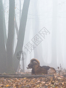 Mouflon 的雄性 森林中有雾的冬季场景 自然栖息地中的有角动物 长着大角的哺乳动物的画像寒冷螺旋男性喇叭警觉盘羊脊椎动物生图片