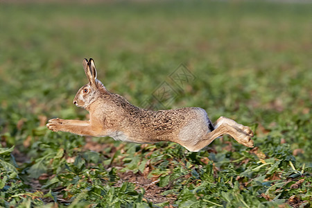 欧洲野兔在美丽的灯光下奔跑在绿色草原上 欧洲野生动物 自然栖息地的野生动物 欧洲兔草地动物游戏眼睛跑步尾巴动物群场地耳朵荒野图片