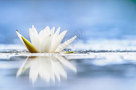 又称欧洲白水百合花粉睡莲反射花瓣植物群水池公园叶子冥想自然图片