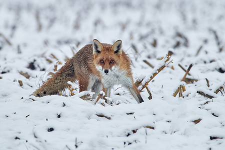红狐狸与一只灌木尾巴隔绝在清新降雪的白背景狩猎中警觉荒野濒危森林沙丘眼睛警报犬类豹属动物图片