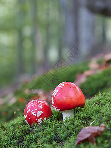有毒蘑菇 照片是在天然森林背景下拍摄的 其中一具在树林中发现了蛤蛙凳宏观毒蝇季节叶子小精灵危险魔法真菌伞菌阳伞图片