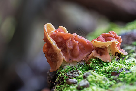 雪假Morel 小牛的大脑 早春森林蘑菇宏观图片