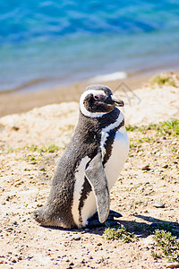 马哲伦企鹅 瓦尔德斯殖民地动物白色公园海滩野生动物国家海岸海洋半岛图片