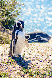马哲伦企鹅 瓦尔德斯海洋海岸海滩殖民地半岛国家动物公园白色野生动物图片