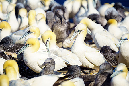 波拿芬奇岛的甘网鸟岩石悬崖地标海湾游客野生动物国家海鸟半岛吸引力背景图片