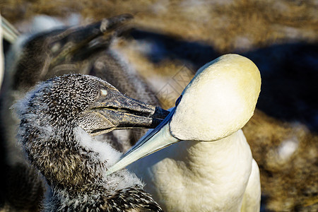 波拿芬奇岛的甘网鸟质量控制海岸半岛野生动物游客天空公园海洋小鸡海景图片
