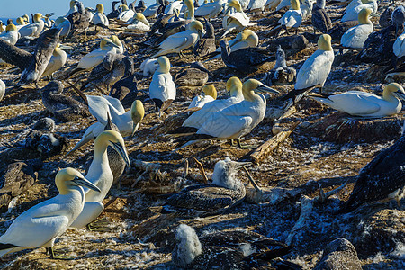 波拿芬奇岛的甘网鸟吸引力荒野小鸡殖民地悬崖游客海洋公园海岸海鸟图片