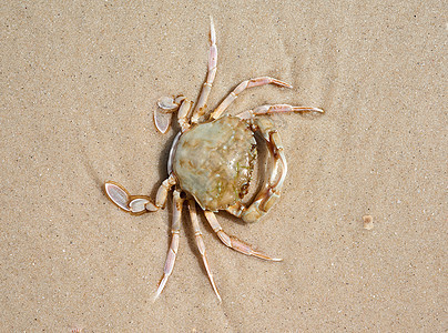黑海沙滩上的活螃蟹 最高视野 乌克兰海洋食物海滩居住生活海鲜荒野动物白色贝类图片