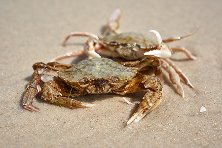 黑海沙滩上的活螃蟹 最高视野 乌克兰黑色海鲜贝类荒野动物食物棕色生活海洋野生动物图片