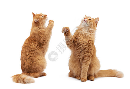 可爱的成年毛毛红猫 坐起来 抬起前爪爪子白色宠物工作室胡须动物哺乳动物黄色棕色头发图片