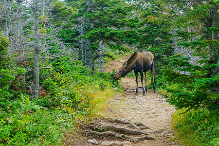 Moose 布列顿角高地国家公园野生动物天际旅游踪迹高地人行道海洋新星旅行哺乳动物图片