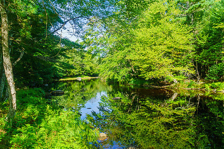 梅尔西河 Kejimkujik国家公园衬套蓝色公园森林科技反射绿色植物风景旅游环境图片