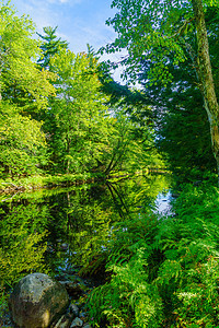 梅尔西河 Kejimkujik国家公园风景国家科技衬套公园绿色植物旅游森林荒野旅行图片