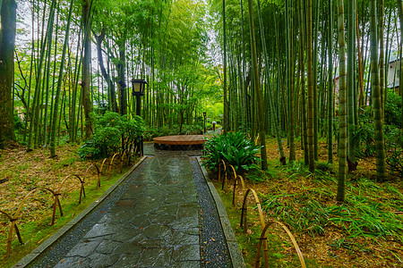 在Shuzenji的小竹林旅游小路竹子地标旅行森林温泉观光历史性文化图片