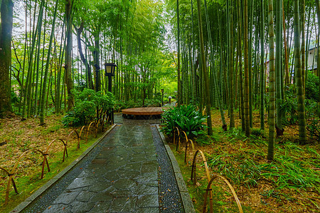 在Shuzenji的小竹林旅游小路竹子地标旅行森林温泉观光历史性文化图片