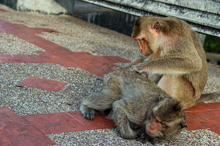 猴子的目光滴答动物园婴儿热带哺乳动物毛皮灵长类夫妻猕猴帮助母亲图片