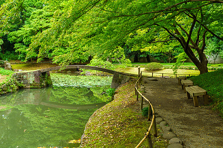 东京小水川园 东京地标风景花园森林长椅旅行旅游公园城市池塘图片