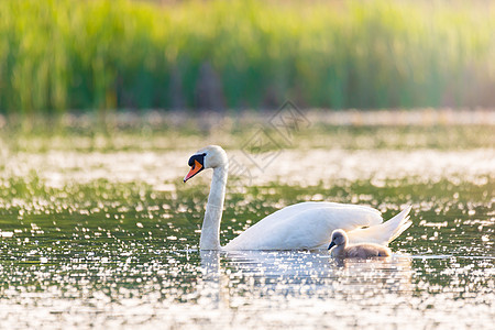 在池塘的春天 野鸟哑巴天鹅优美翅膀脖子家庭荒野青年反射邻里动物小鸡图片
