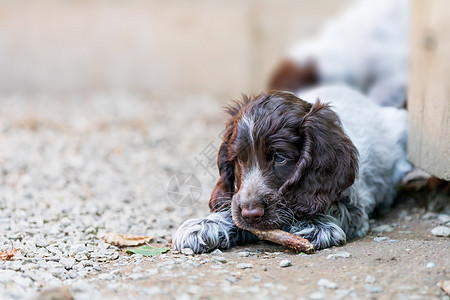 狗的英语小狗肖像猎犬团队白色棕色宠物垃圾团体说谎毛皮乐趣图片