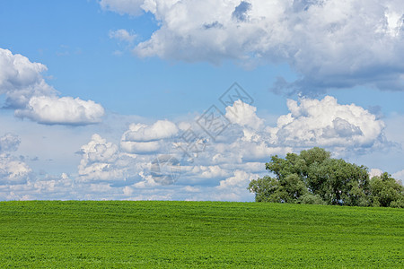 美丽的绿绿地 有白云植物天空全景阳光远景蓝色土地农场农村地平线图片