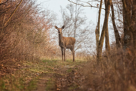 森林上的红鹿肖像图片