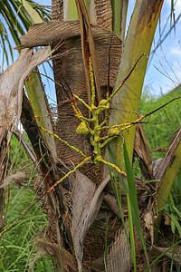 年轻的小黄椰子在棕榈树上生长水果热带植物群自然农场植物树叶棕榈坚果暖光图片