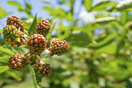 绿绿色的野生黑莓花和生果植物果实果树花瓣浆果食物花园植物学衬套生长图片