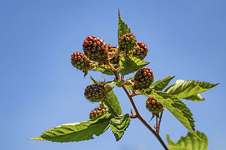 绿绿色的野生黑莓花和生果食物生长植物群荒野植物学叶子花园果树花瓣果实图片