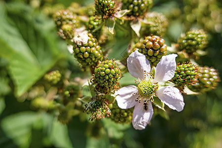 绿绿色的野生黑莓花和生果衬套果实生长浆果植物学植物花瓣果树叶子花园图片