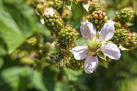 绿绿色的野生黑莓花和生果果树荒野花园叶子植物学衬套植物食物季节浆果图片