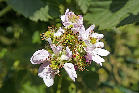 绿绿色的野生黑莓花和生果花园果树花瓣浆果植物学季节生长果实叶子植物图片