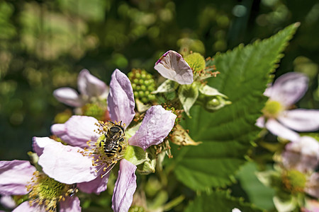 绿绿色的野生黑莓花和生果季节植物学花瓣生长植物果树果实荒野花园叶子图片