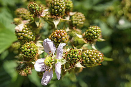 绿绿色的野生黑莓花和生果植物群果树生长浆果花园花瓣植物果实衬套荒野图片