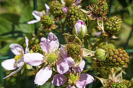 绿绿色的野生黑莓花和生果植物群浆果季节叶子植物果实生长食物植物学花瓣图片