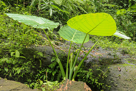 生长在巨石中树木旅行耳朵木头通道热带丛林旅游植物蔬菜图片