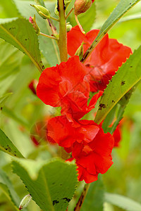 红色花朵和绿色叶子的紫色气味不耐烦芳香草本植物植物学香脂植物热带植物群花瓣荒野树干背景图片