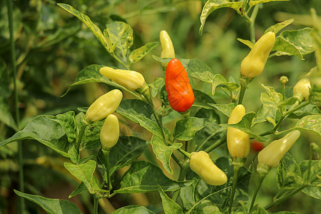 红色和黄色的辣椒或辣椒 种植于蔬菜园艺叶子香料水果衬套味道场地植物收成图片