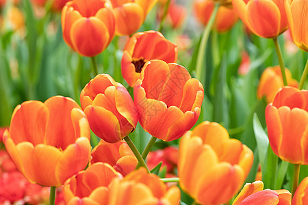 春季的郁金香花田多彩 橙色郁金树太阳植物群阳光场地植物花瓣花园公园花束植物学图片