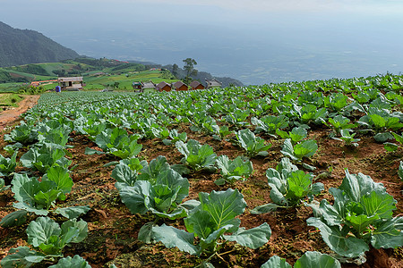 的Hmong人菜谱食物团体果园地面农场场地园艺花园风景收成图片